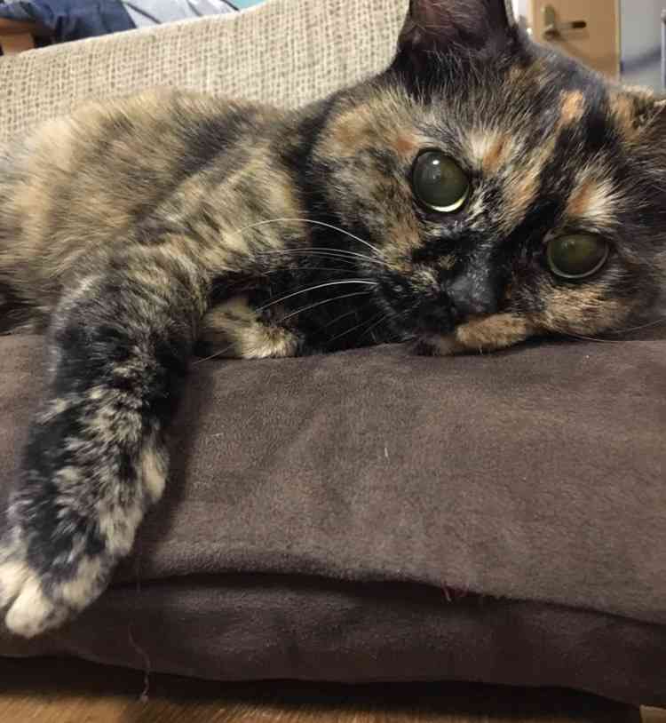 【平成最後】サビ猫の日