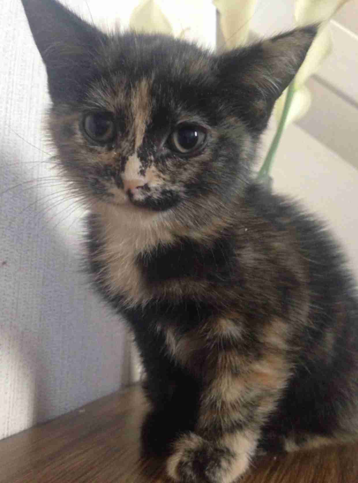 【平成最後】サビ猫の日