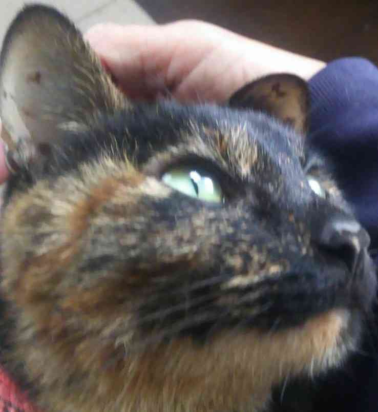 【平成最後】サビ猫の日