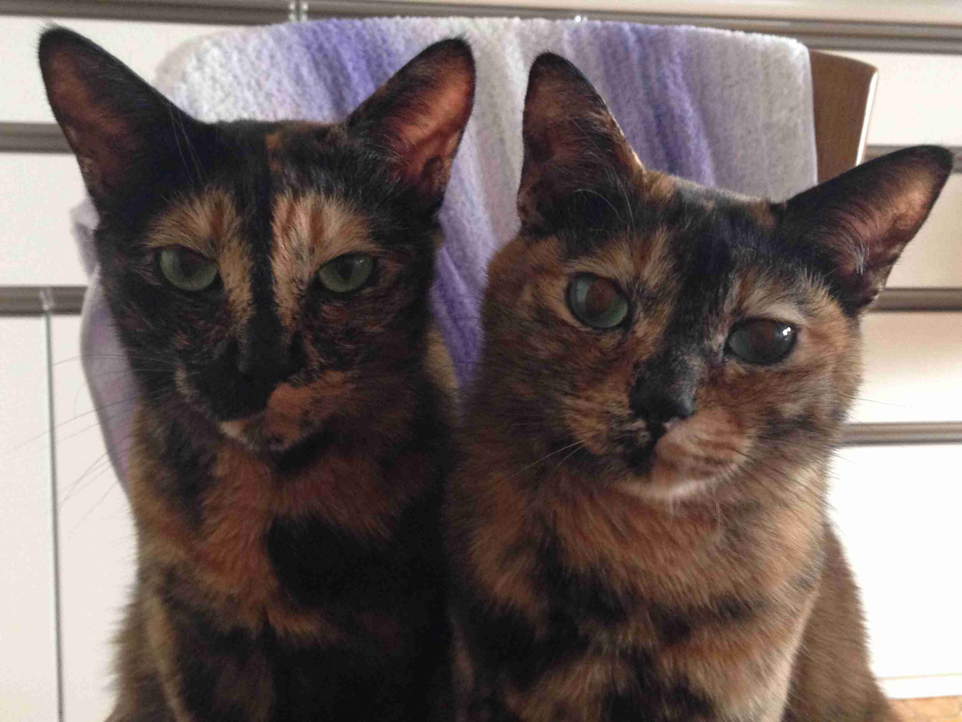 【平成最後】サビ猫の日