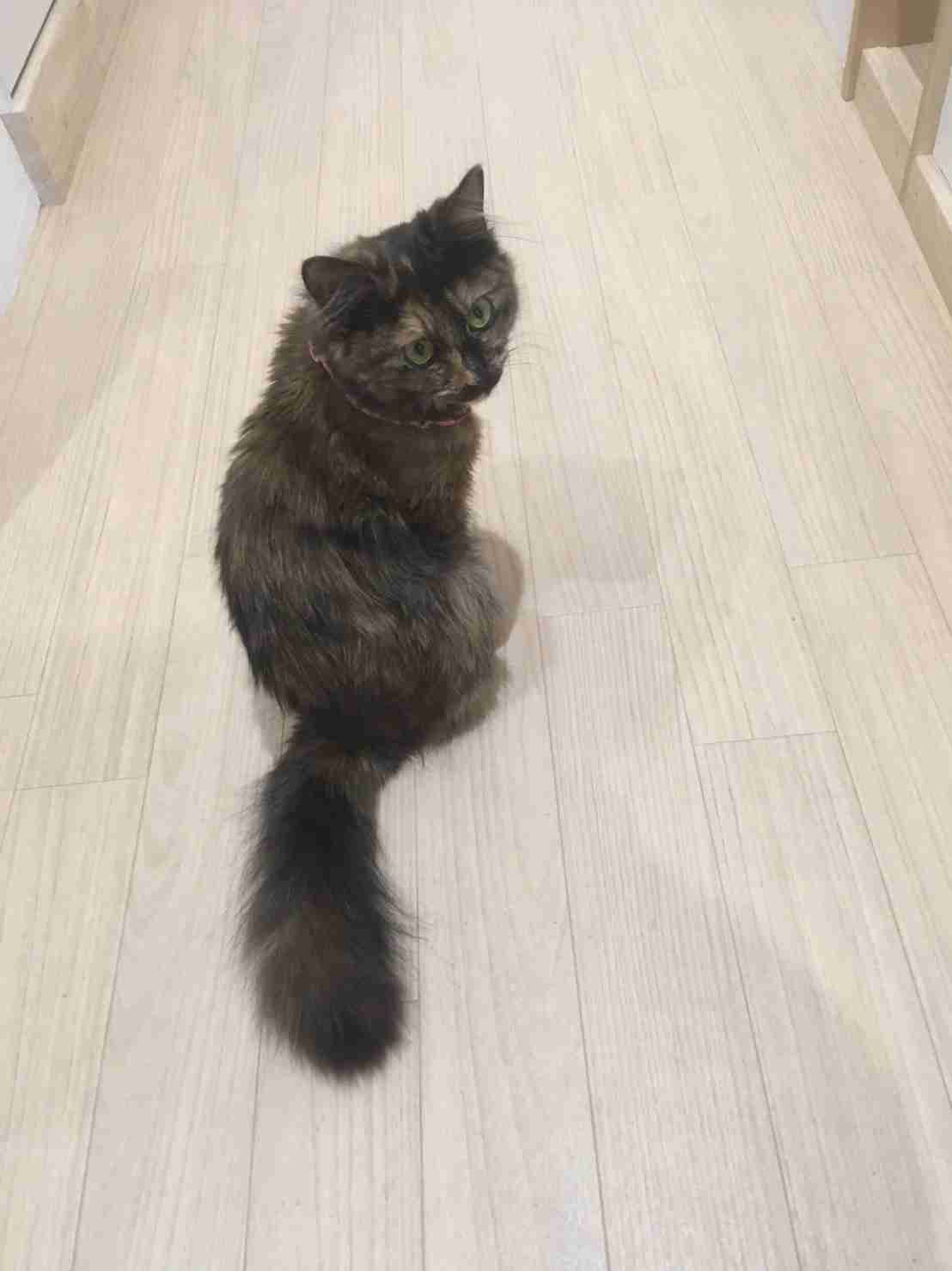 【平成最後】サビ猫の日