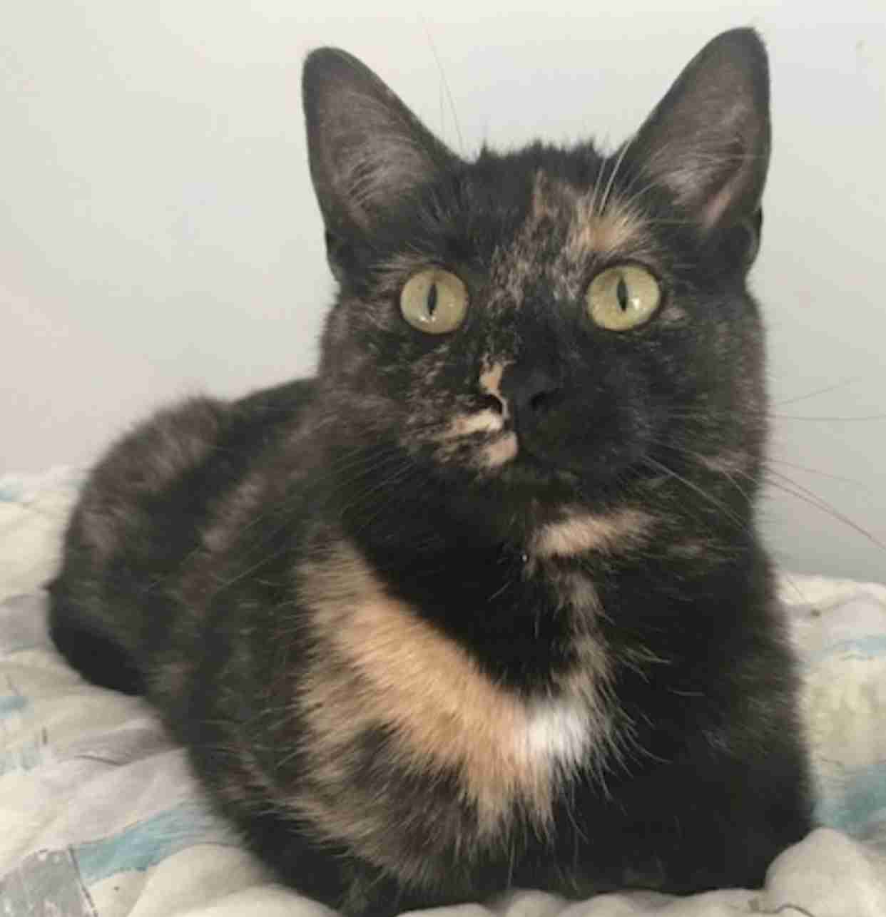 【平成最後】サビ猫の日