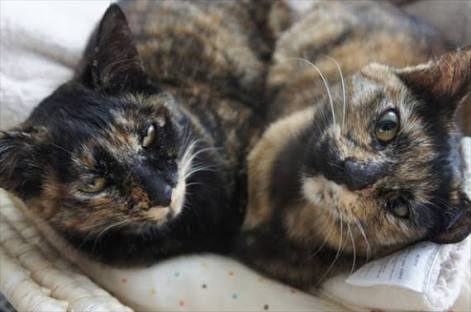 【平成最後】サビ猫の日