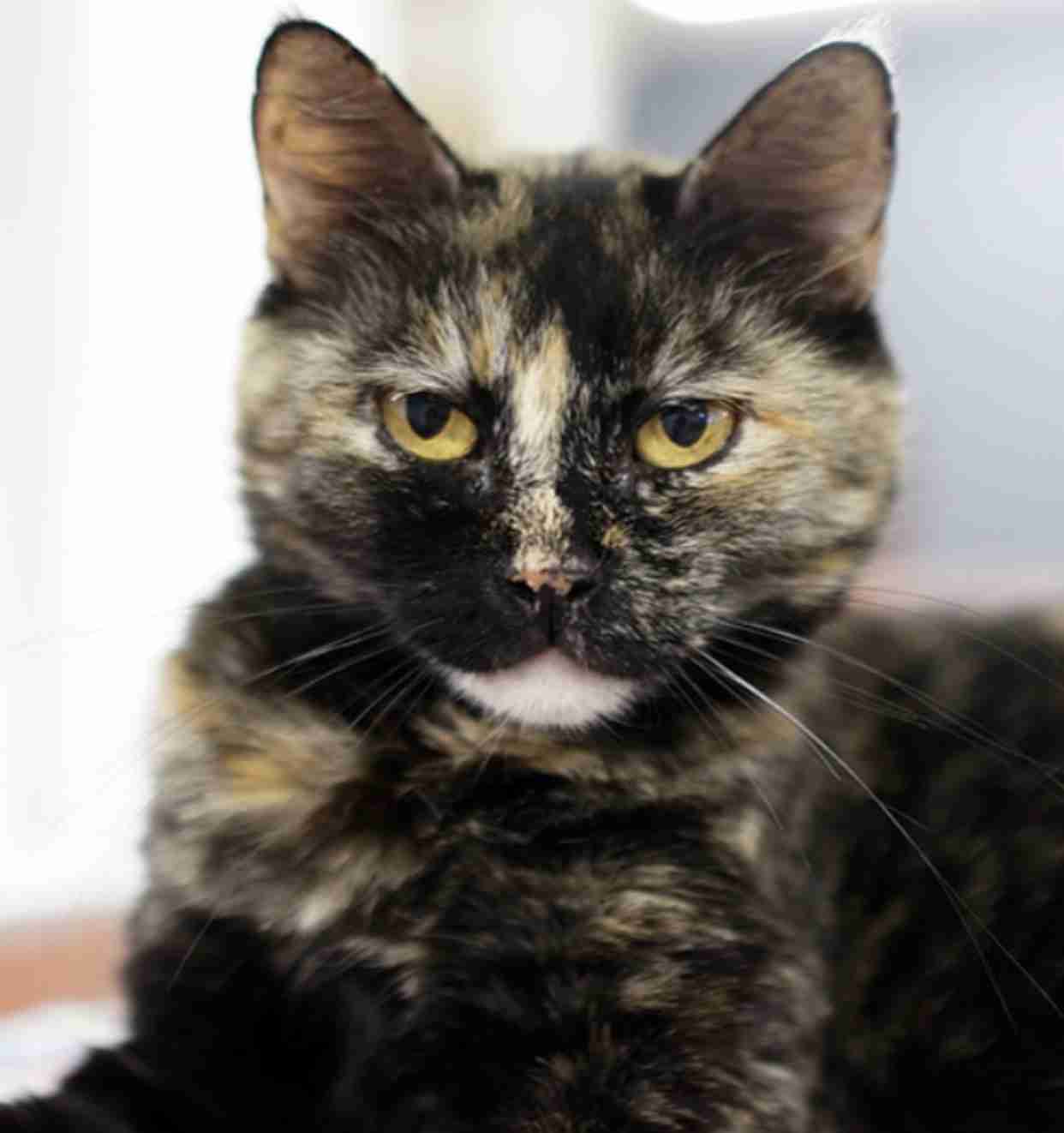 【平成最後】サビ猫の日