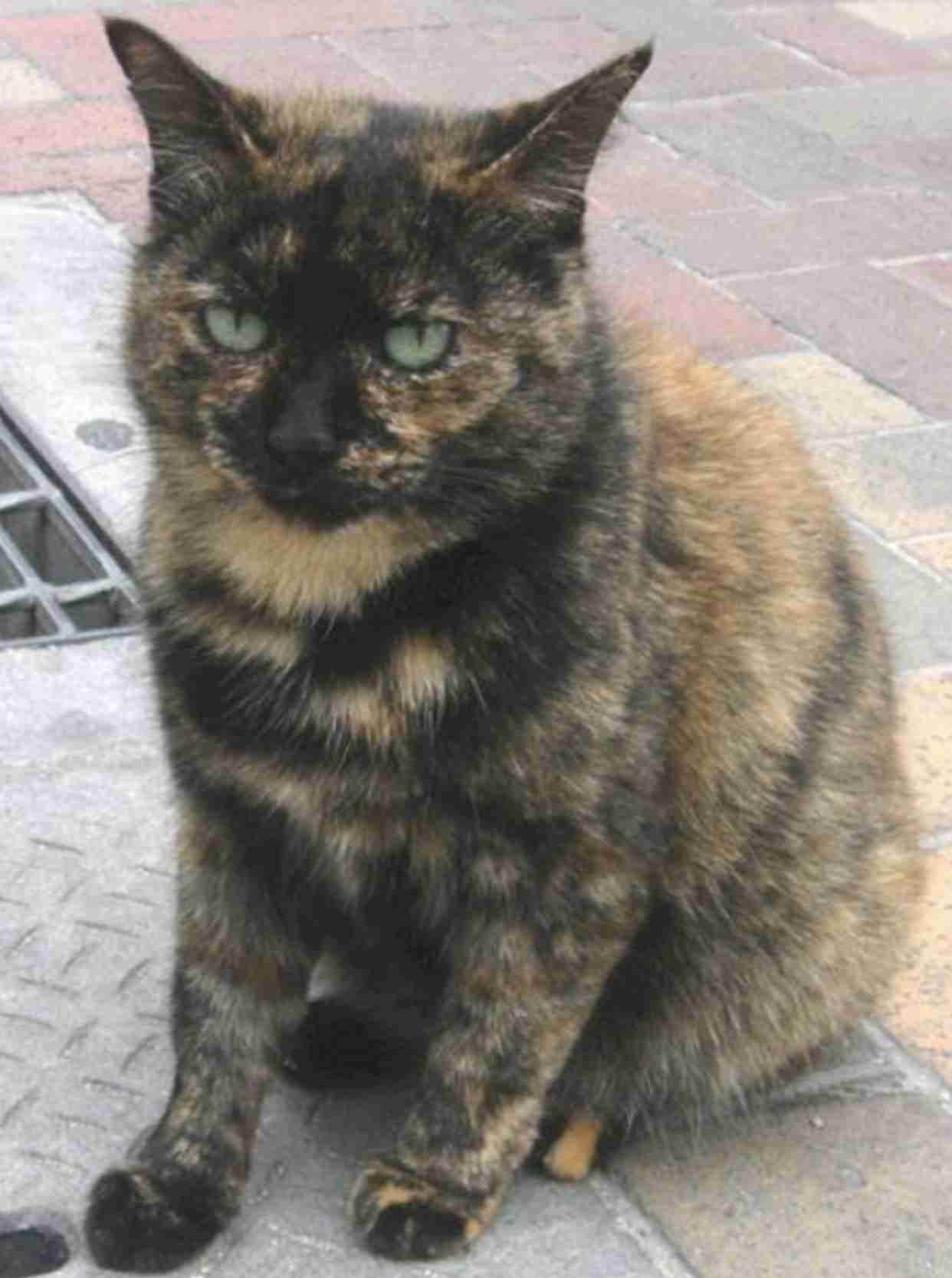 【平成最後】サビ猫の日