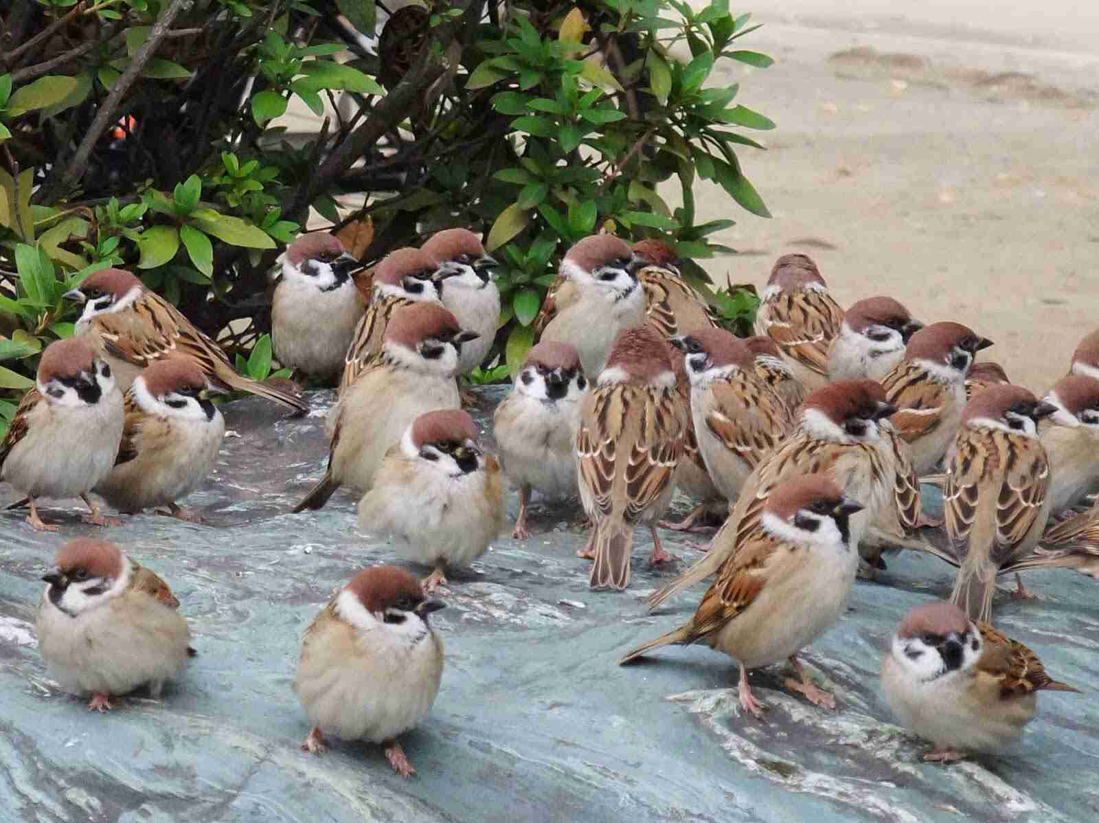 【スズメ可愛いよスズメ】スズメが好き