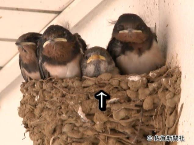 【スズメ可愛いよスズメ】スズメが好き