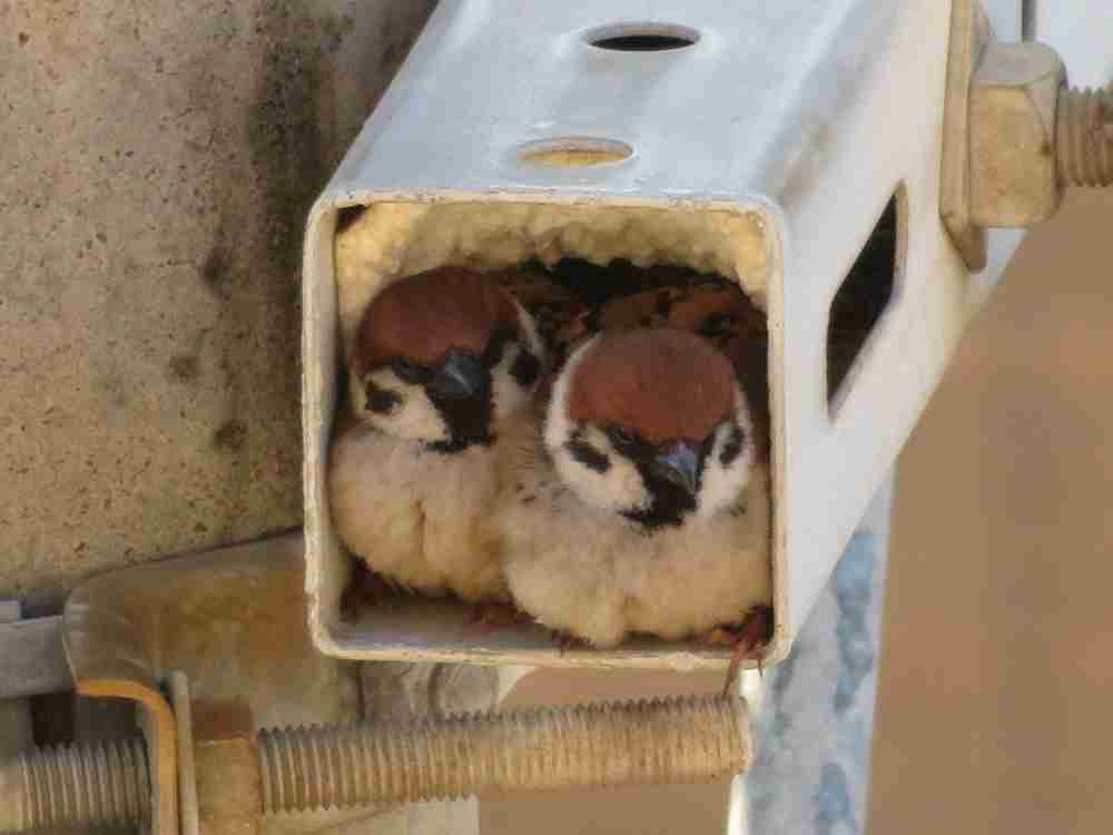 【スズメ可愛いよスズメ】スズメが好き
