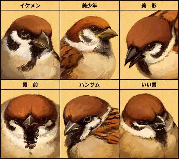 【スズメ可愛いよスズメ】スズメが好き