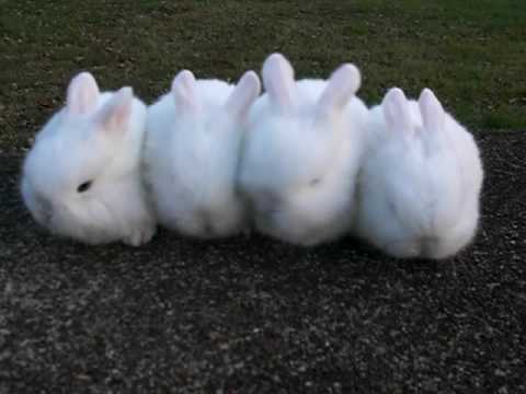 動物が集まってる画像トピ