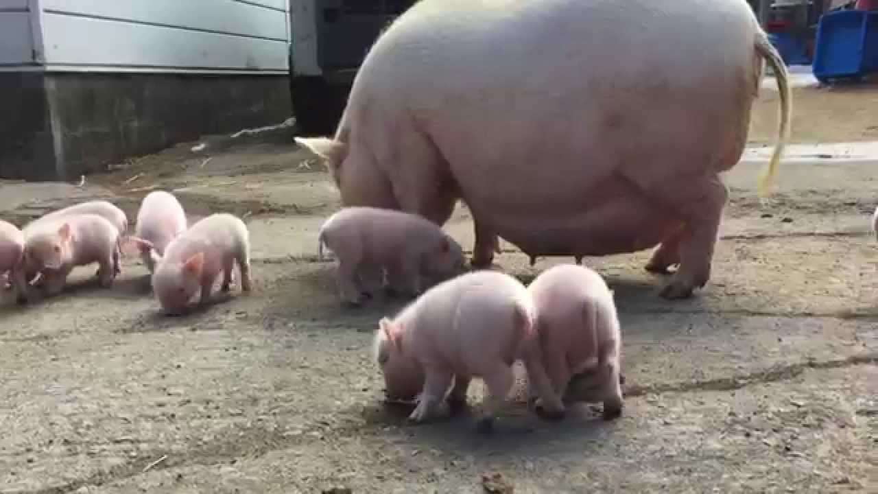 動物が集まってる画像トピ