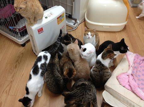 動物が集まってる画像トピ