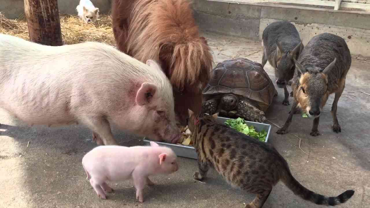 動物が集まってる画像トピ