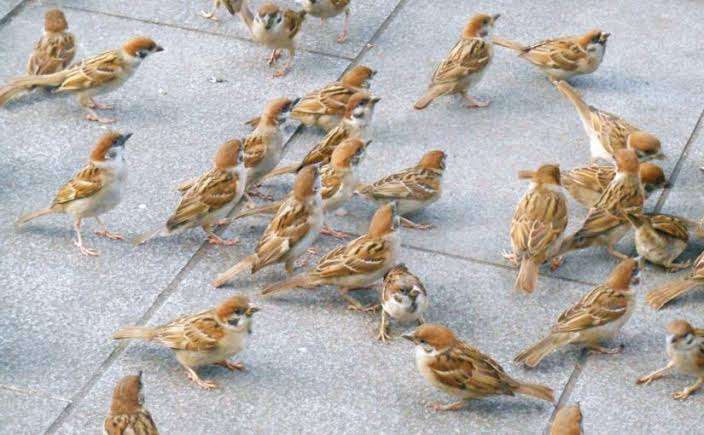 動物が集まってる画像トピ