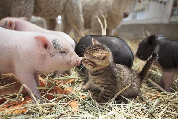 動物が集まってる画像トピ