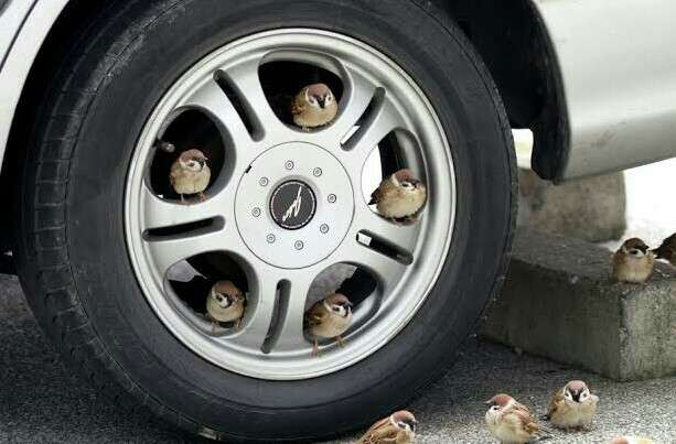 動物が集まってる画像トピ
