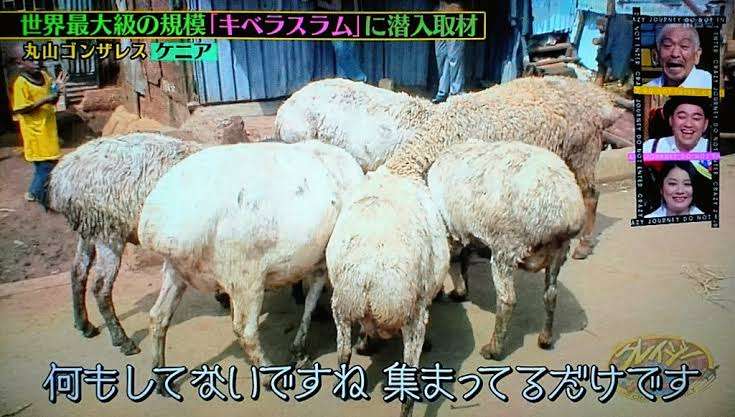 動物が集まってる画像トピ