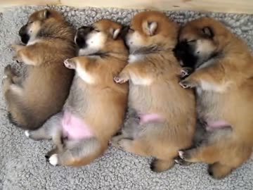 動物が集まってる画像トピ