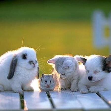 動物が集まってる画像トピ