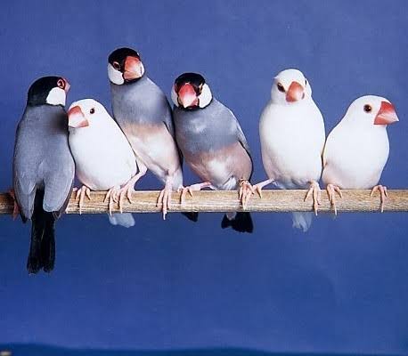 動物が集まってる画像トピ