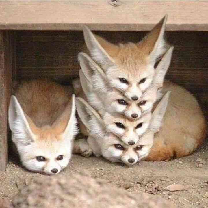 動物が集まってる画像トピ