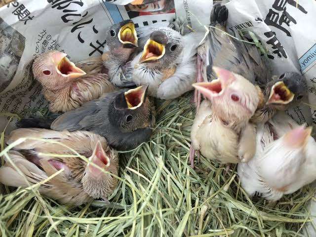動物が集まってる画像トピ