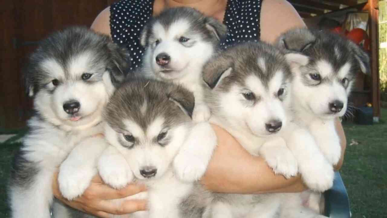 動物が集まってる画像トピ