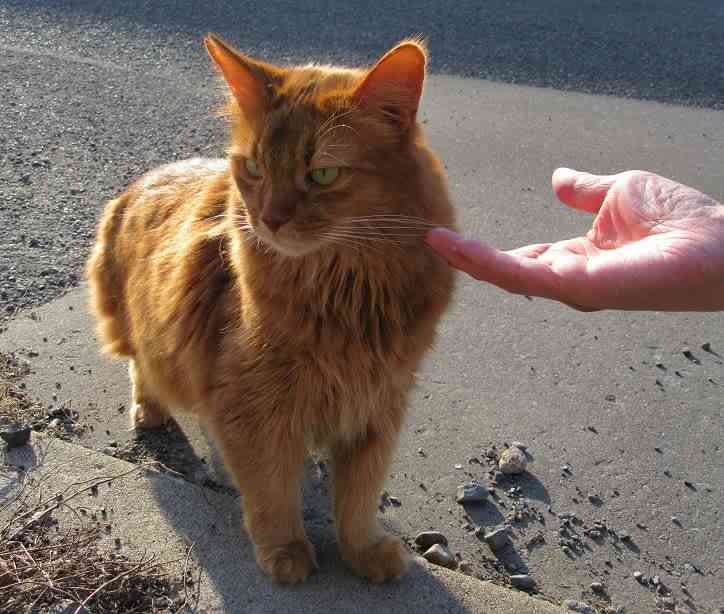 動物が集まってる画像トピ
