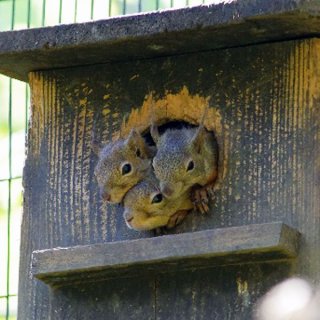 動物が集まってる画像トピ