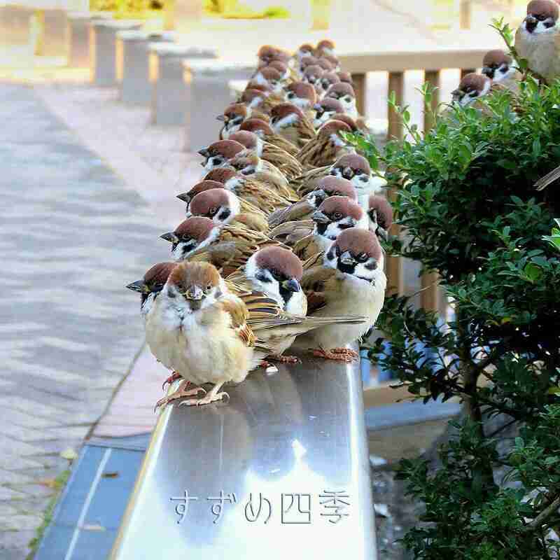 動物が集まってる画像トピ