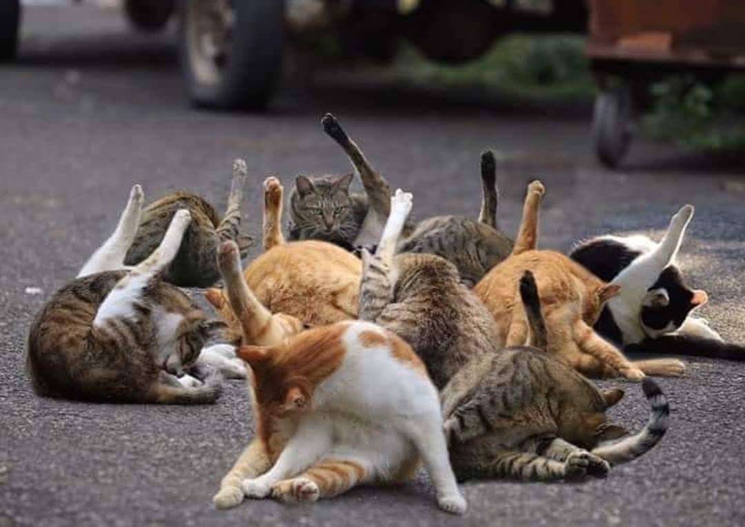 動物が集まってる画像トピ