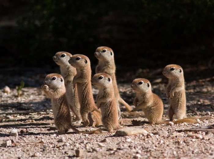 動物が集まってる画像トピ