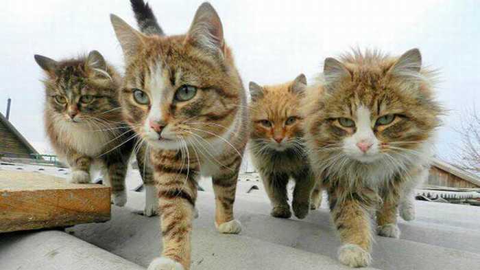 動物が集まってる画像トピ