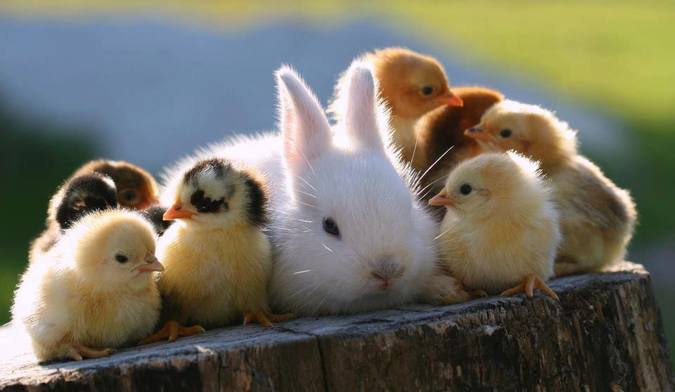 動物が集まってる画像トピ