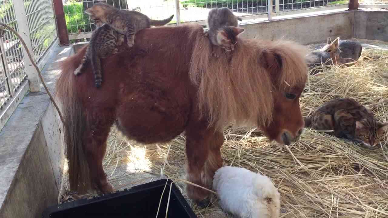 動物が集まってる画像トピ