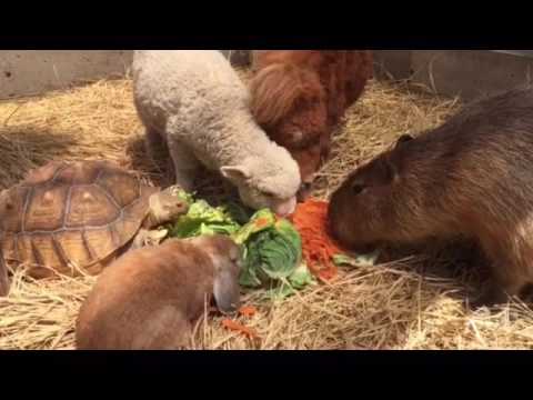 動物が集まってる画像トピ
