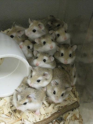 動物が集まってる画像トピ