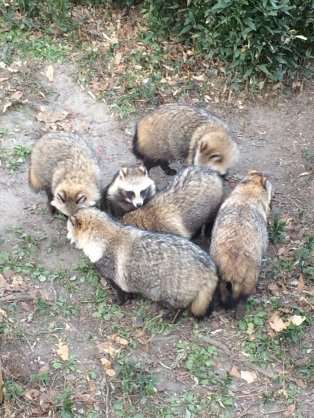 動物が集まってる画像トピ