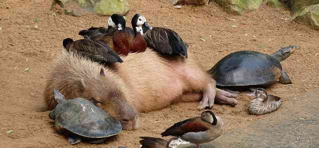 動物が集まってる画像トピ