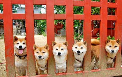 動物が集まってる画像トピ