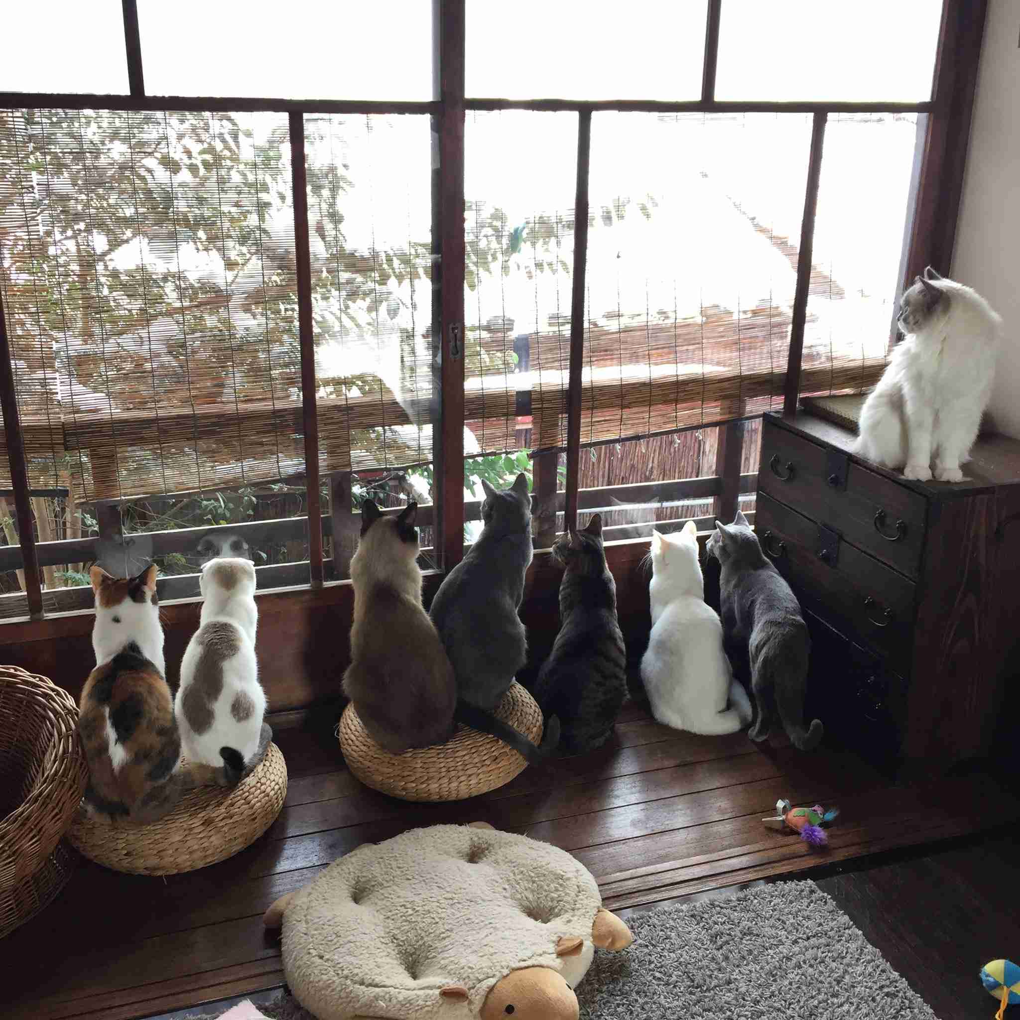動物が集まってる画像トピ
