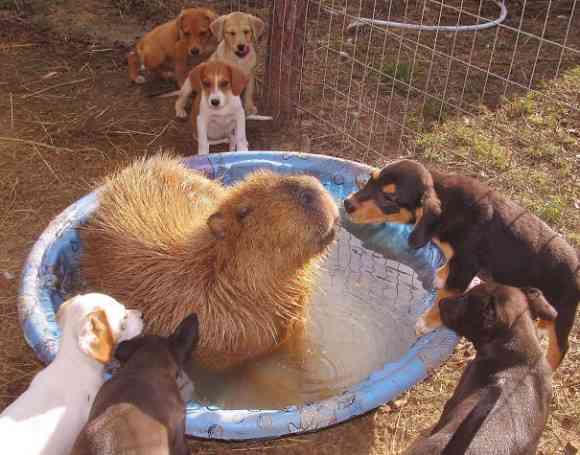 動物が集まってる画像トピ