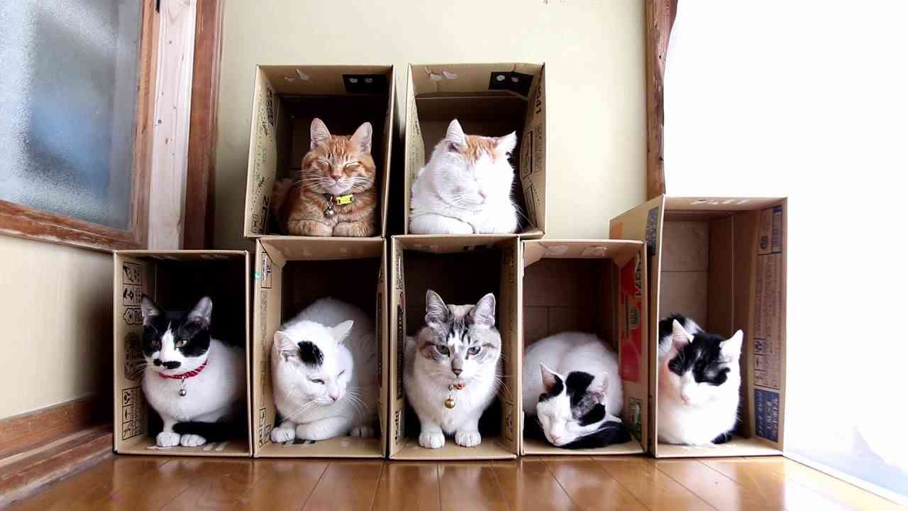 動物が集まってる画像トピ