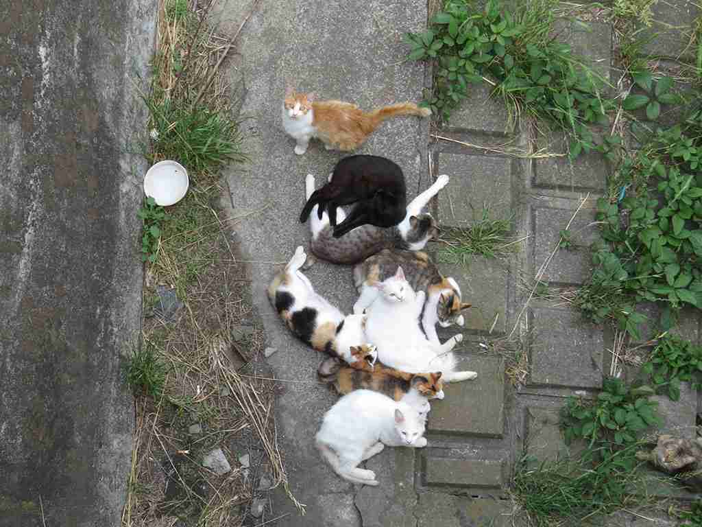 動物が集まってる画像トピ