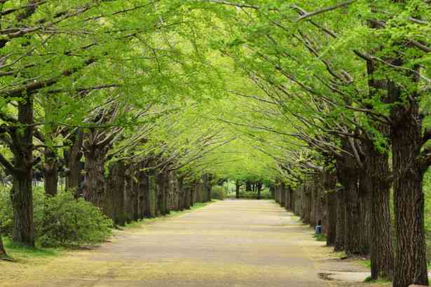 美しい新緑・若葉の画像で目の保養をするトピ♪