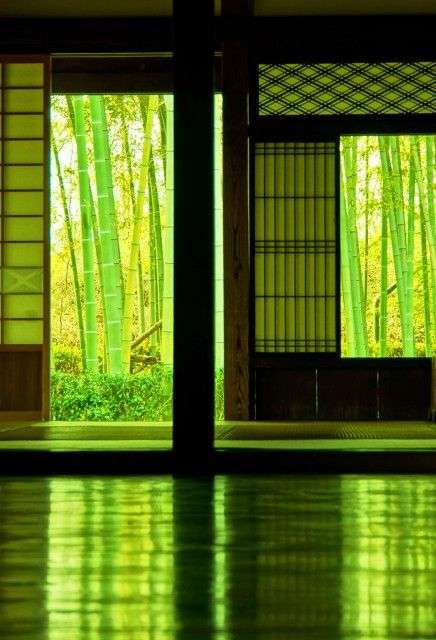美しい新緑・若葉の画像で目の保養をするトピ♪