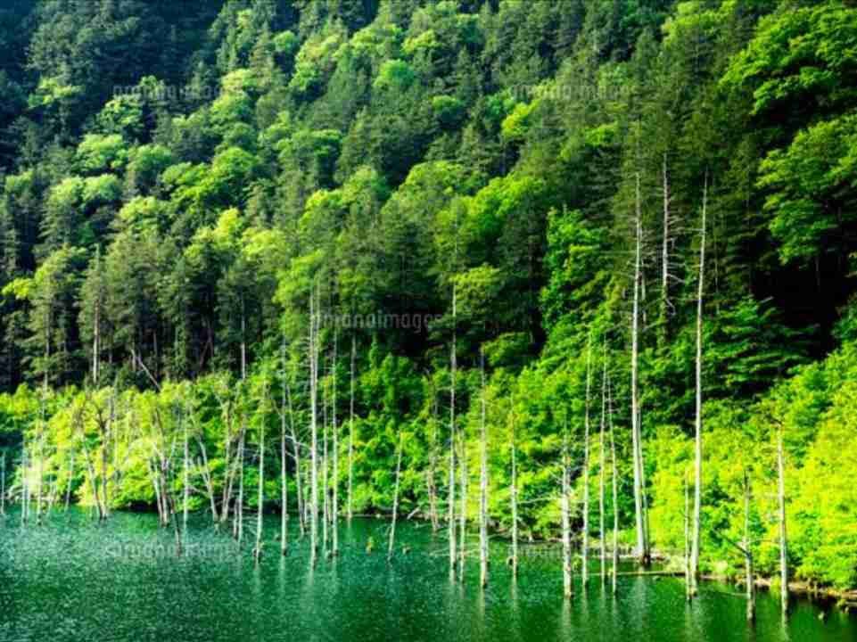 美しい新緑・若葉の画像で目の保養をするトピ♪