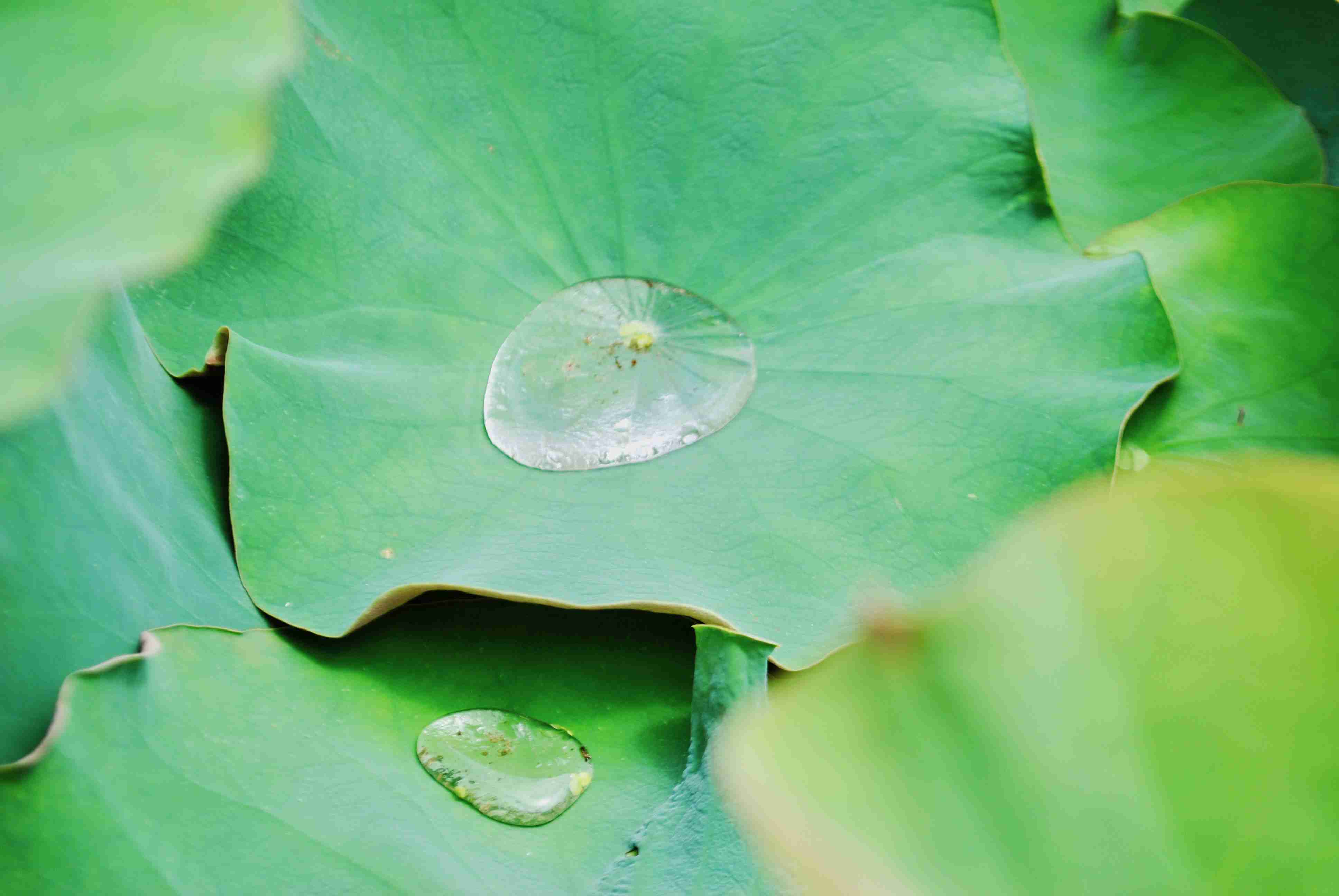 美しい新緑・若葉の画像で目の保養をするトピ♪