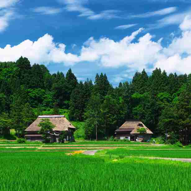美しい新緑・若葉の画像で目の保養をするトピ♪