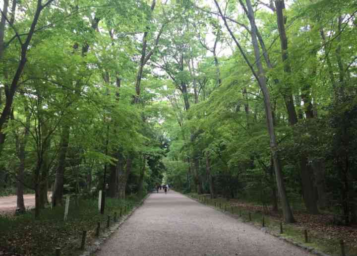 美しい新緑・若葉の画像で目の保養をするトピ♪